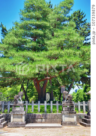 京都 北野天満宮 影向松 京都 北野天満宮 影向松 107339879