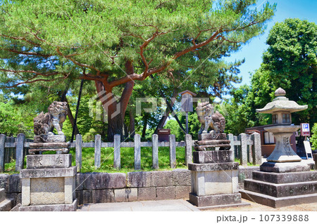 京都 北野天満宮 影向松 京都 北野天満宮 影向松 107339888
