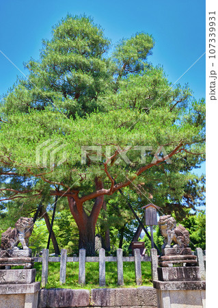 京都 北野天満宮 影向松 京都 北野天満宮 影向松 107339931