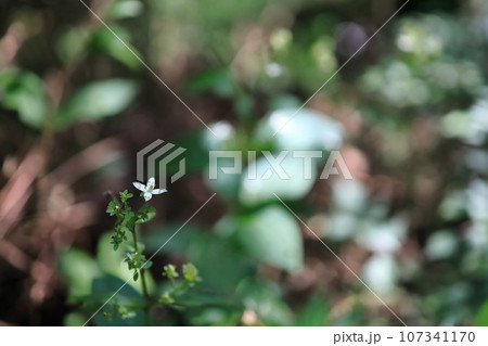 アケボノソウ(4枚の花弁) アケボノソウ(4枚の花弁) 107341170