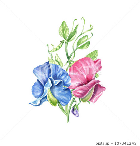 blue and pink flowers, sweet pea leaves and leaves blue and pink flowers, sweet pea leaves and leaves 107341245