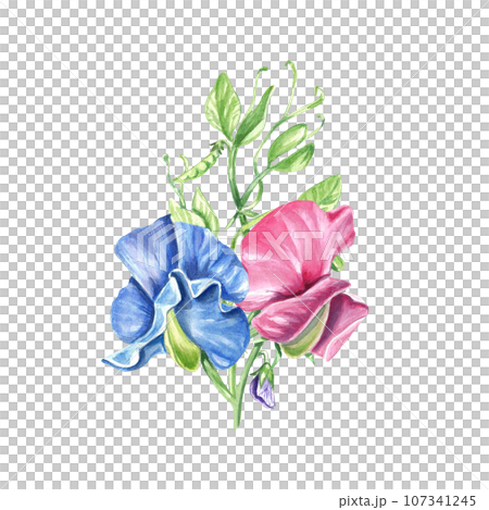 blue and pink flowers, sweet pea leaves and leaves blue and pink flowers, sweet pea leaves and leaves 107341245