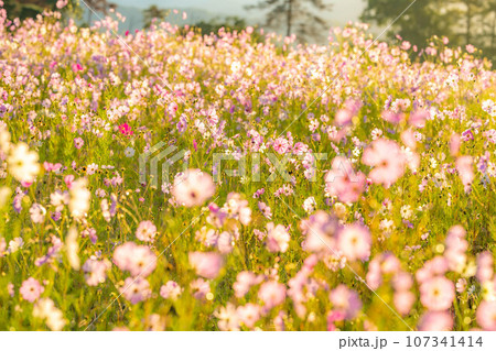 【秋素材】朝日を浴びるコスモス【長野県】 107341414