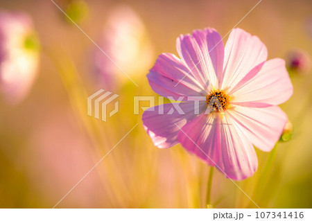 【秋素材】朝日を浴びるコスモス【長野県】 107341416
