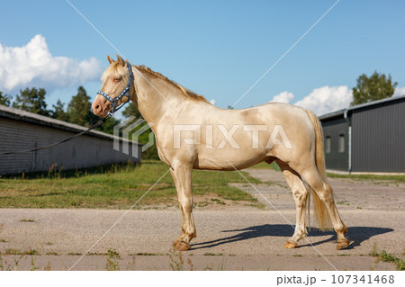 Albino horse with blue eyes in full height 107341468