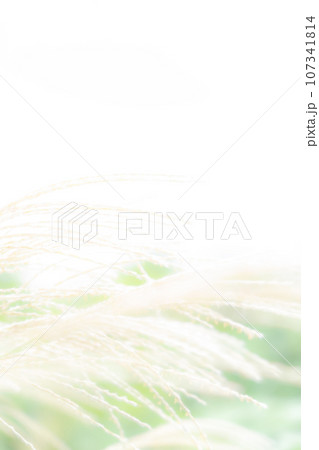 ススキ・秋 背景素材 107341814