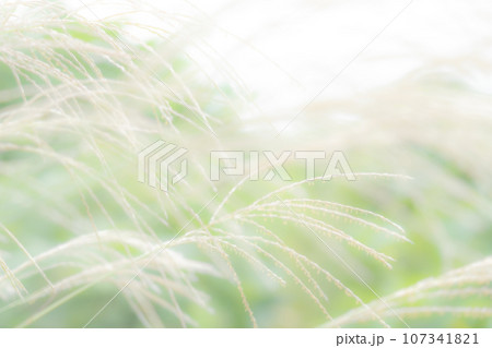 ススキ・秋 背景素材 107341821