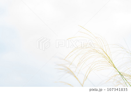 ススキ・秋 背景素材 ススキ・秋 背景素材 107341835