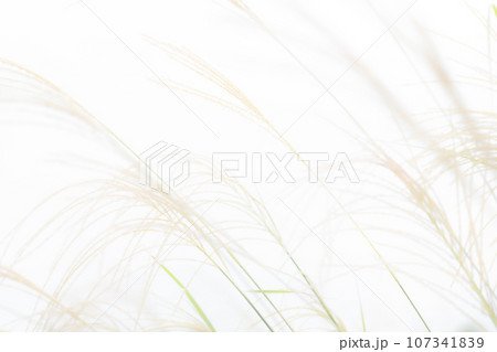 ススキ・秋 背景素材 107341839