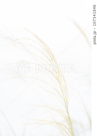ススキ・秋 背景素材 107341846