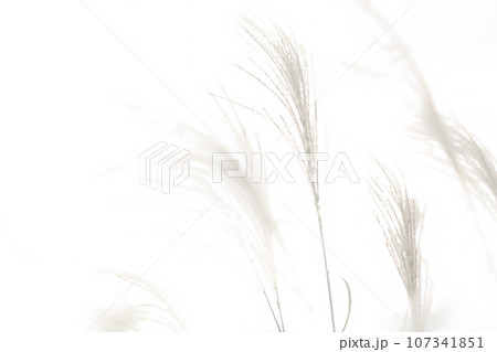 ススキ・秋 背景素材 107341851
