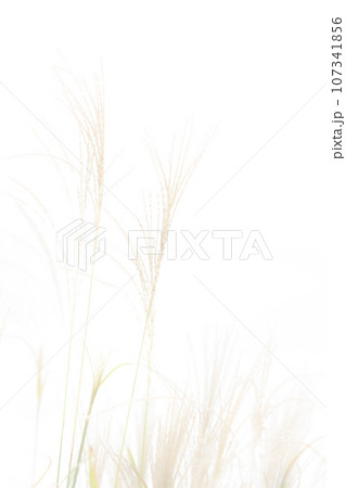 ススキ・秋 背景素材 107341856