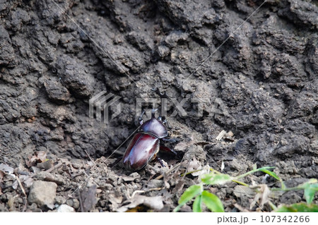木に登るカブトムシ 107342266