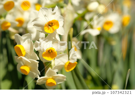 スイセンの花 スイセンの花 107342321