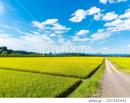 米どころ山形の爽やかな真夏の田園風景 米どころ山形の爽やかな真夏の田園風景 107342442