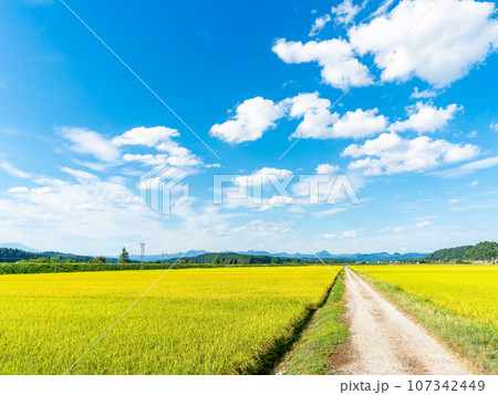 米どころ山形の爽やかな真夏の田園風景 米どころ山形の爽やかな真夏の田園風景 107342449