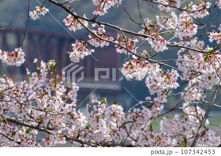 【岡山県】満開のサクラと井原鉄道 【岡山県】満開のサクラと井原鉄道 107342453
