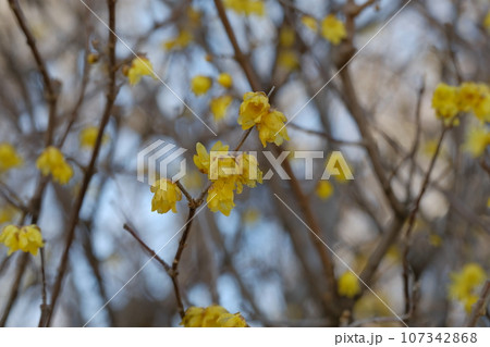 ロウバイの花 107342868