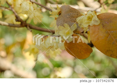 ロウバイの花 ロウバイの花 107342876