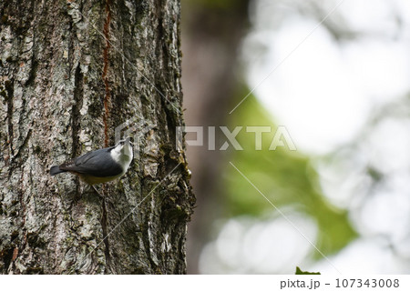 黒姫高原　に住むゴジュウカラ 107343008