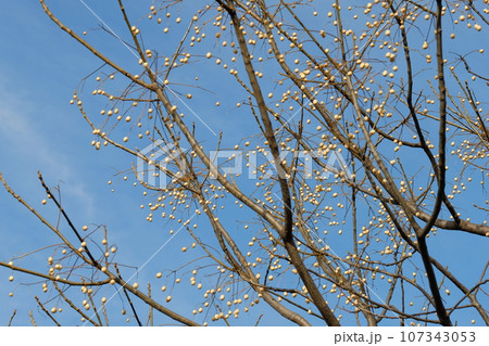 センダンの実 107343053