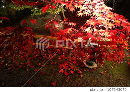 京都 永観堂と紅葉のライトアップ 京都 永観堂と紅葉のライトアップ 107343072