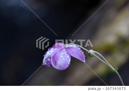 【長野県 信濃町】黒姫高原の雨に濡れたシュウメイギク 【長野県 信濃町】黒姫高原の雨に濡れたシュウメイギク 107343073