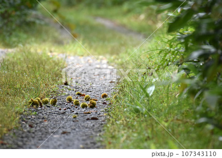 【長野県信濃町】栗が落ちています。 107343110