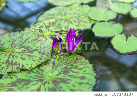 purple buds of a tropical water lily before flowering in a greenhouse pool purple buds of a tropical water lily before flowering in a greenhouse pool 107343137