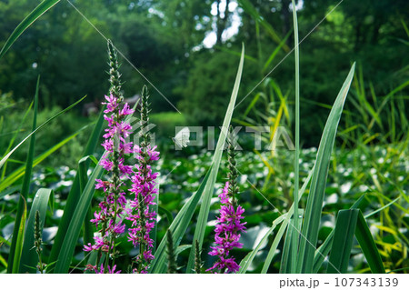 blooming purple loosestrife in a sunny meadow blooming purple loosestrife in a sunny meadow 107343139