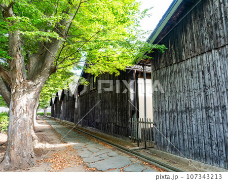 夏に訪れた美しい酒田市の山居倉庫とケヤキ並木　歴史的建物 107343213