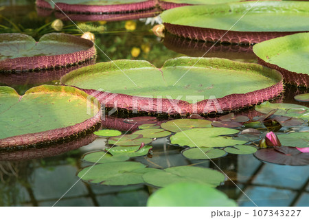 floating leaves of a giant water lily Victoria amazonica 107343227