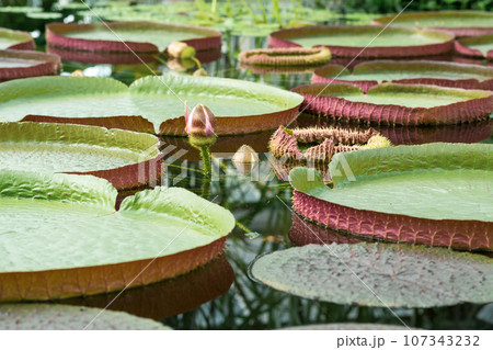 floating leaves and blooming bud of a giant water lily Victoria amazonica 107343232