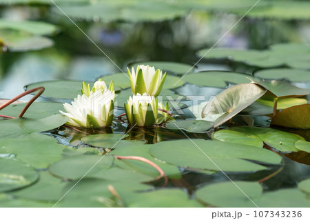 white water lilies blooming under the dome of the greenhouse 107343236