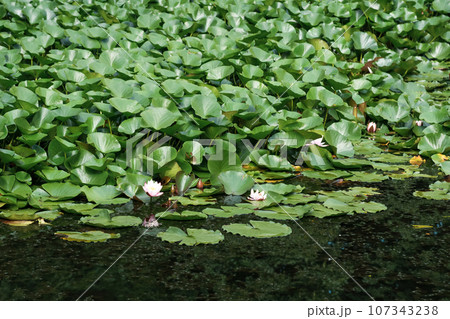 lotus leaves completely cover the surface of the water, pure flowers rise from the swamp mud 107343238