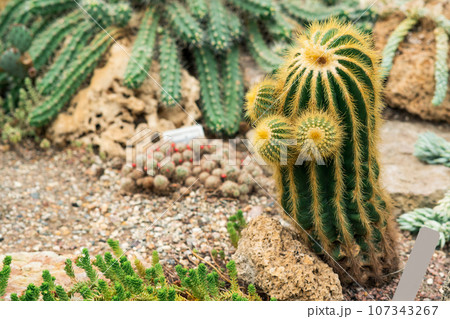 various cacti and succulents in the botanical garden various cacti and succulents in the botanical garden 107343267