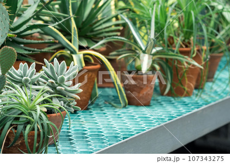 collection of succulents and cacti on a greenhouse shelf 107343275