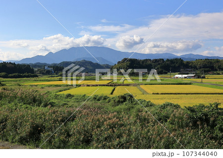 米の収穫間近の田んぼと紫尾山 107344040