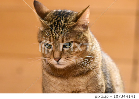 大学村の別荘　ログハウスに住むキジトラ猫 107344141