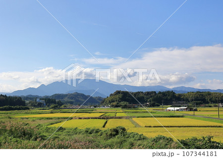 米の収穫間近の田んぼと紫尾山 107344181