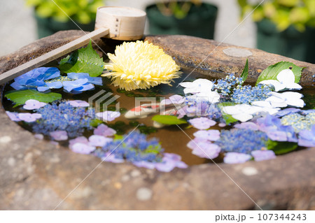 神社癒しの花手水 107344243