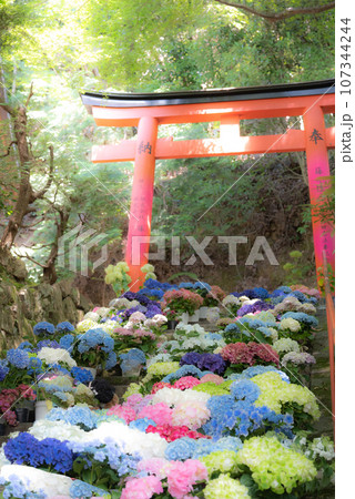 パワースポット神社の鳥居と紫陽花 107344244