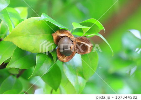 割れたツバキの実 107344582