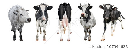 Cows of different breeds in full height isolated on white background. Cow isolated long banner 107344628