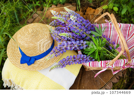 A hat, a plaid and a bouquet of lupines in a basket stand on a stump in the forest, close-up A hat, a plaid and a bouquet of lupines in a basket stand on a stump in the forest, close-up 107344669