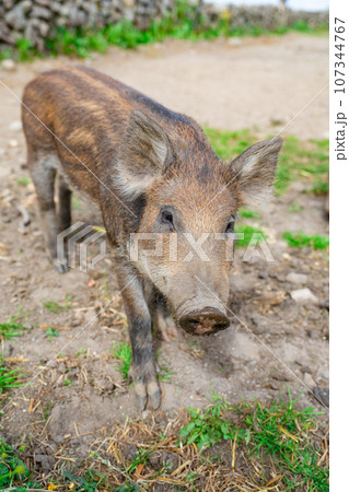 Wild boars feeding on green grain field in summer Wild pig hiding in agricultural country copy space Wild boars feeding on green grain field in summer Wild pig hiding in agricultural country copy space 107344767