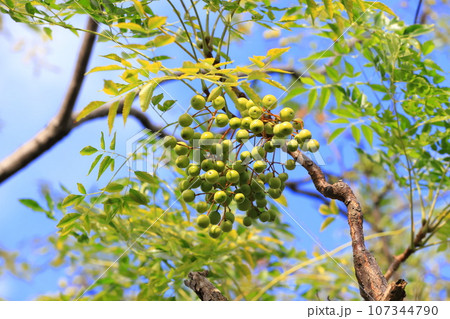 たくさん実った栴檀（センダン）の実　 107344790