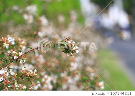 花園衝羽根空木（はなぞのつくばねうつぎ）or アベリア  107344811