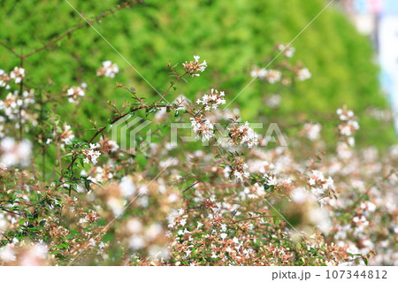 花園衝羽根空木(はなぞのつくばねうつぎ)or アベリア 花園衝羽根空木(はなぞのつくばねうつぎ)or アベリア 107344812