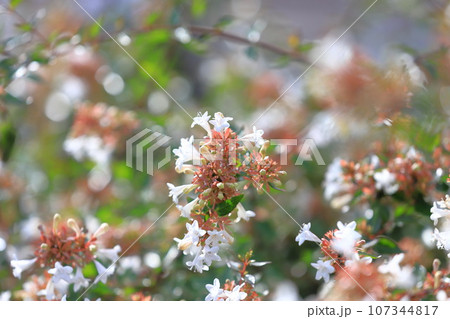 花園衝羽根空木（はなぞのつくばねうつぎ）or アベリア  107344817